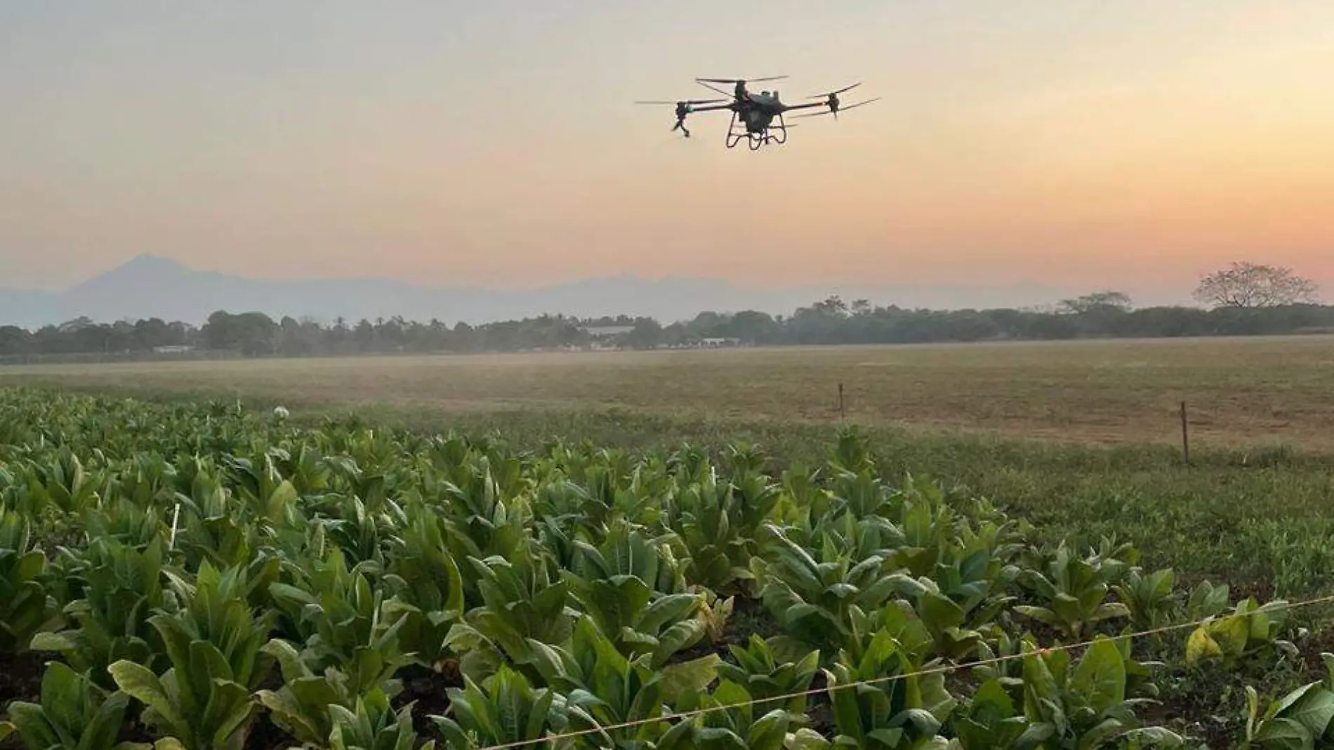 drone fumigando